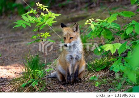 北海道の野生のなまらめんこい子ぎつね（キタキツネ）　 131996018