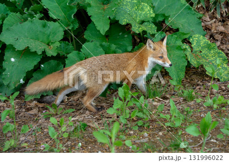 北海道の野生のなまらめんこい子ぎつね(キタキツネ) 北海道の野生のなまらめんこい子ぎつね(キタキツネ) 131996022