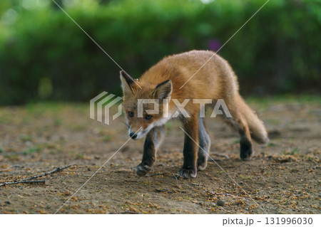 北海道の野生のなまらめんこい子ぎつね（キタキツネ）　 131996030