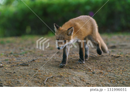 北海道の野生のなまらめんこい子ぎつね（キタキツネ）　 131996031
