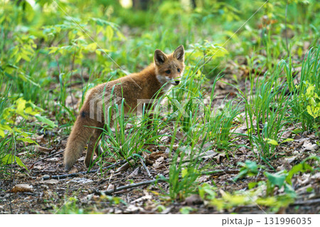 北海道の野生のなまらめんこい子ぎつね(キタキツネ)  北海道の野生のなまらめんこい子ぎつね(キタキツネ)  131996035