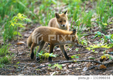 北海道の野生のなまらめんこい子ぎつね(キタキツネ) 北海道の野生のなまらめんこい子ぎつね(キタキツネ) 131996038