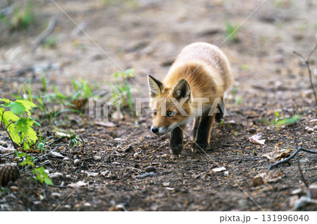 北海道の野生のなまらめんこい子ぎつね（キタキツネ）　 131996040