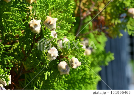 コノテガシワ（ヒノキ科）の未熟球果 131996463