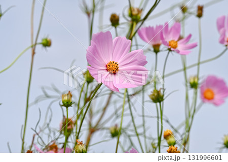 桃色のコスモス 131996601