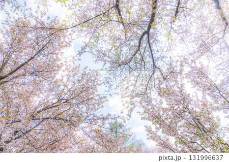 桜の木を見上げる 131996637