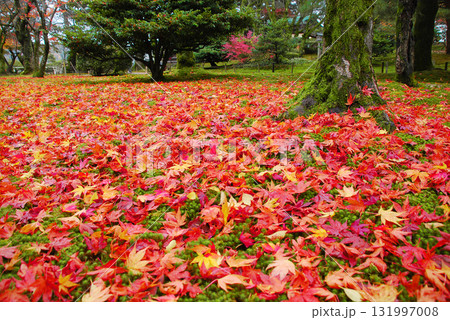 兼六園を彩る紅葉の落ち葉と鮮やかな苔のじゅうたん 131997008