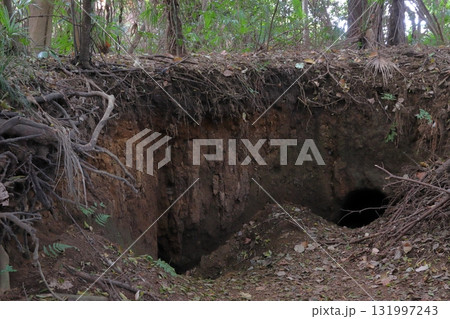 秋の猿貝貝塚／猿貝山貝塚にて（埼玉県川口市） 131997243