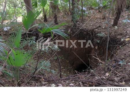 秋の猿貝貝塚／猿貝山貝塚にて（埼玉県川口市） 131997249