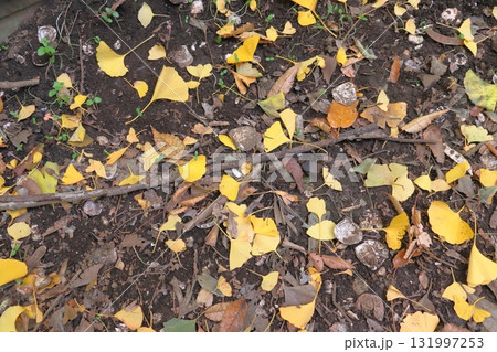 秋の猿貝貝塚／猿貝山貝塚にて（埼玉県川口市） 131997253