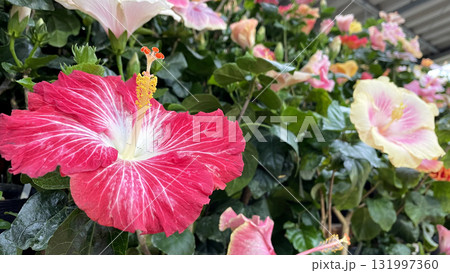 色とりどりのハイビスカスの花 沖縄 伊江島 色とりどりのハイビスカスの花 沖縄 伊江島 131997360