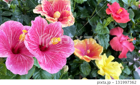 色とりどりのハイビスカスの花 沖縄 伊江島 131997362
