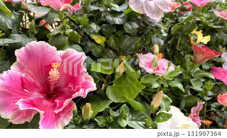 色とりどりのハイビスカスの花 沖縄 伊江島 131997364