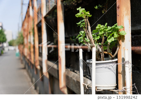 錆びたフェンスにワイヤーで固定された植木鉢と緑の植物 錆びたフェンスにワイヤーで固定された植木鉢と緑の植物 131998242