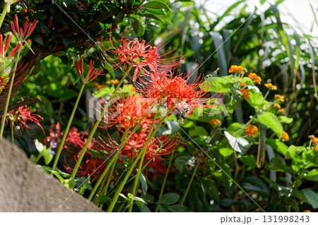 ローアングル:鮮やかな赤い彼岸花(ヒガンバナ/Lycoris radiata) ローアングル:鮮やかな赤い彼岸花(ヒガンバナ/Lycoris radiata) 131998243