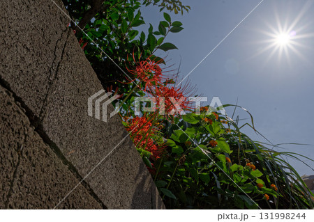 太陽の光を浴びて輝く彼岸花 131998244