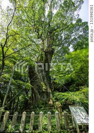 大分 柞原八幡宮 クスノキ 大分県大分市 大分 柞原八幡宮 クスノキ 大分県大分市 131998361