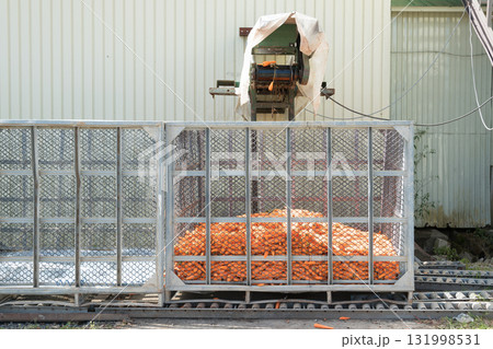 【北海道　人参の洗浄】 131998531