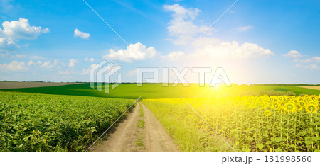 Rural dirt road through sunflower and green fields under bright summer sun with blue sky, scenic countryside agriculture background and copy space for nature and farming concepts 131998560