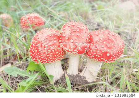Fly agaric mushrooms, selective focus. 131998684