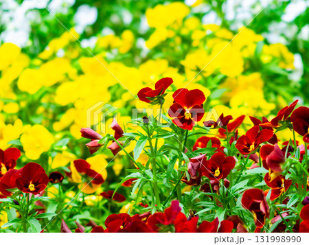 カラフルなビオラの花壇 カラフルなビオラの花壇 131998990