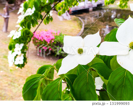 ヤマボウシの咲く麓山公園の夏景色 131999093