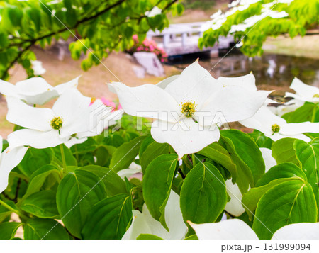 ヤマボウシの咲く麓山公園の夏景色 131999094