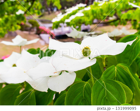 ヤマボウシの咲く麓山公園の夏景色 131999095