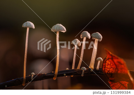 A tiny mushrooms with delicate caps grow on branch in lush forest environment A tiny mushrooms with delicate caps grow on branch in lush forest environment 131999384