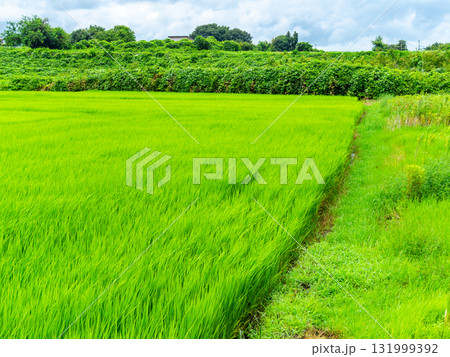 夏の青空と青々とした田んぼ 131999392