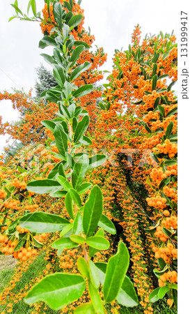 Close-up of a hippophae tree branch with clusters of bright orange berries and green leaves. The background is blurred, emphasizing the vibrant fruit. Close-up of a hippophae tree branch with clusters of bright orange berries and green leaves. The background is blurred, emphasizing the vibrant fruit. 131999417