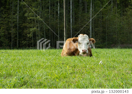 Portrait of a beautiful alpine cow lying on a green meadow near the forest 132000143