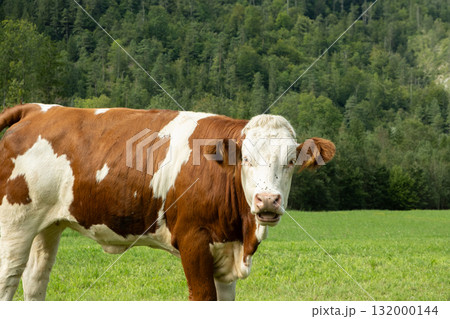 Portrait of a beautiful alpine cow on a green meadow near the forest Portrait of a beautiful alpine cow on a green meadow near the forest 132000144
