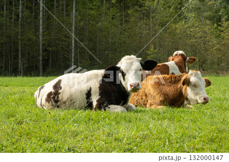 Brown and White Cows Grazing in Idyllic Countryside Landscape Brown and White Cows Grazing in Idyllic Countryside Landscape 132000147