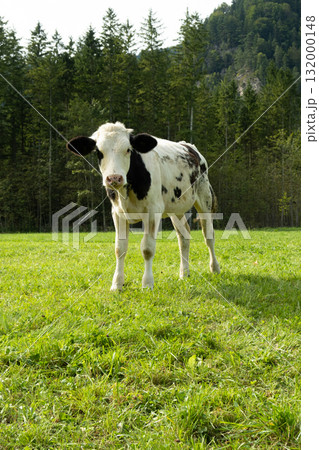 A beautiful young Alpine black and white cow looks at the camera 132000148