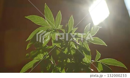 Green plant leaves in bright sunlight detailed texture and vibrant color Green plant leaves in bright sunlight detailed texture and vibrant color 132000233