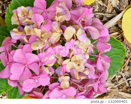 Close-up of a fading Hydrangea paniculata flowers with autumn pink tint, selective focus 132000401