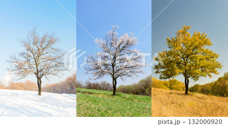 Lonely apricot tree in different seasons 132000920
