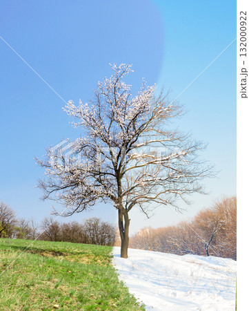Lonely apricot tree in different seasons 132000922