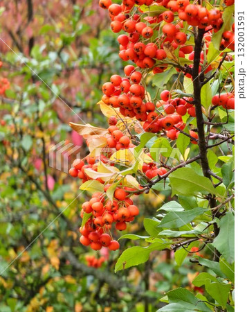 Clusters of yellow berries of red firethorn, Pyracantha coccinea in autumn garden. Orange fruits of the narrow-leaved firethorn, an evergreen thorny shrub in the Rosaceae family. Also known as golden 132001591