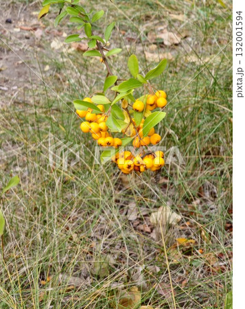 Clusters of yellow berries of red firethorn, Pyracantha coccinea in the autumn garden. Orange fruits of the narrow-leaved firethorn, an evergreen thorny shrub in the Rosaceae family. Also known as 132001594