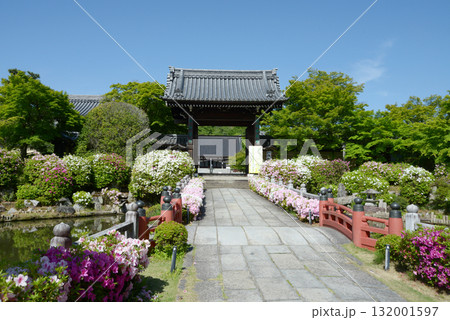 妙満寺 参道のツツジと山門 京都市左京区岩倉幡枝町 妙満寺 参道のツツジと山門 京都市左京区岩倉幡枝町 132001597