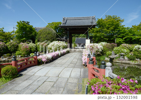 妙満寺 参道のツツジと山門 京都市左京区岩倉幡枝町 妙満寺 参道のツツジと山門 京都市左京区岩倉幡枝町 132001598