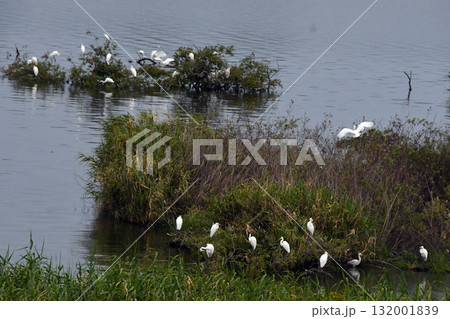 湖畔の生息地:鷺 湖畔の生息地:鷺 132001839