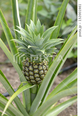 パイナップル 132001981