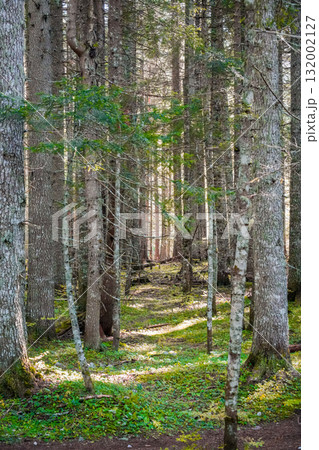 Dirt path leading through quiet forest with tall, slender trees. Natural outdoor scene, no people present. Dirt path leading through quiet forest with tall, slender trees. Natural outdoor scene, no people present. 132002127