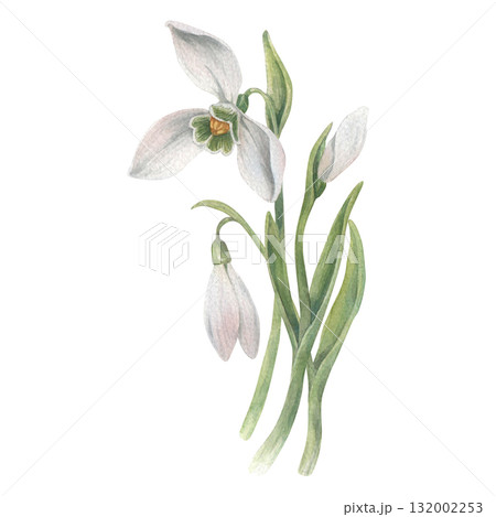 A bouquet of snowdrops flower. Watercolor illustration hand drawn and isolated on a white background. Perfect for decorating postcards, wedding invitations or other celebrations, tableware, textiles. 132002253