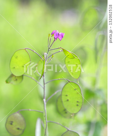 ゴウダソウの花 ゴウダソウの花 132002518
