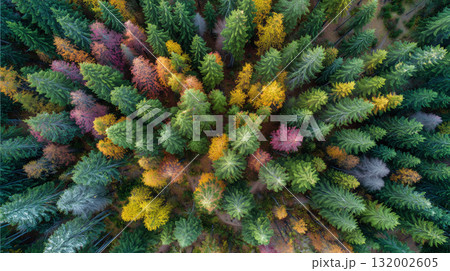 Autumn forest from above showing vibrant colors of changing leaves with green coniferous trees 132002605