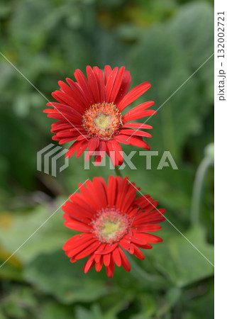 ガーベラ 132002721